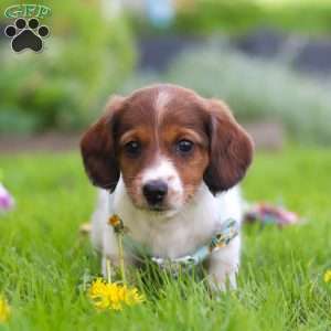 Benji, Dachshund Puppy